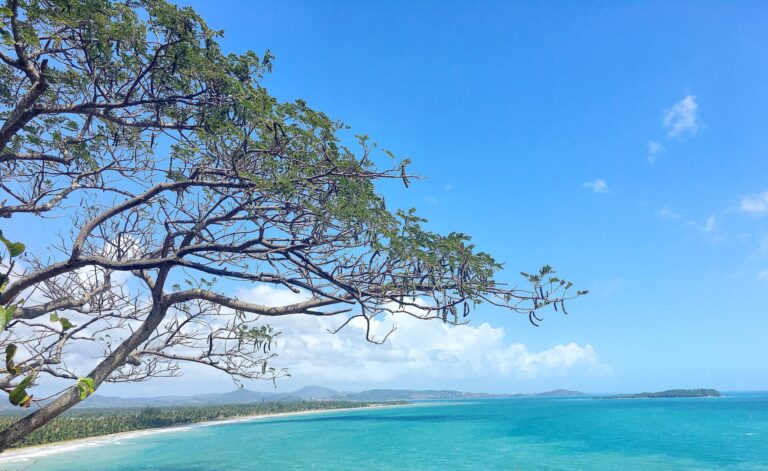 Flamboyán branches overlooking turquoise Caribbean water in Humacao, Puerto Rico.