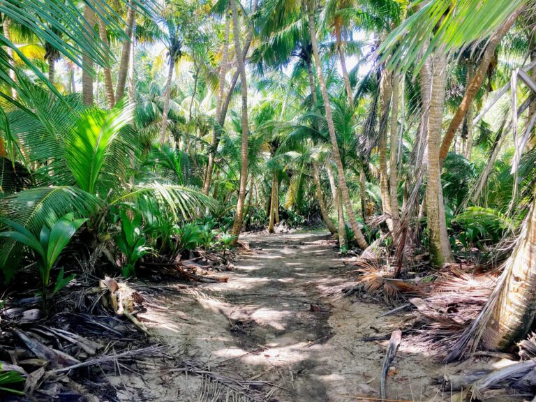 Sandy trail winding through dense palms and tropical vegetation in Humacao, Puerto Rico.