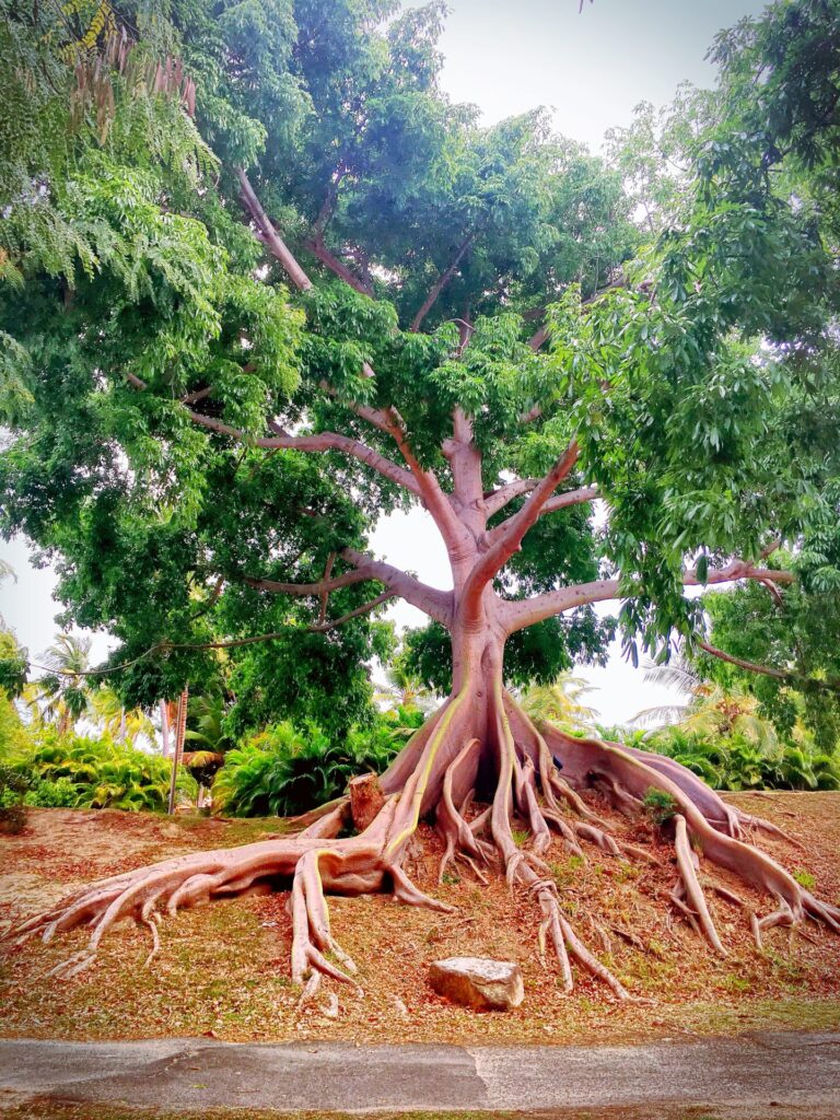 Large Pterocarpus officinalis tree with exposed buttress roots in Palmas del Mar, Humacao, Puerto Rico.