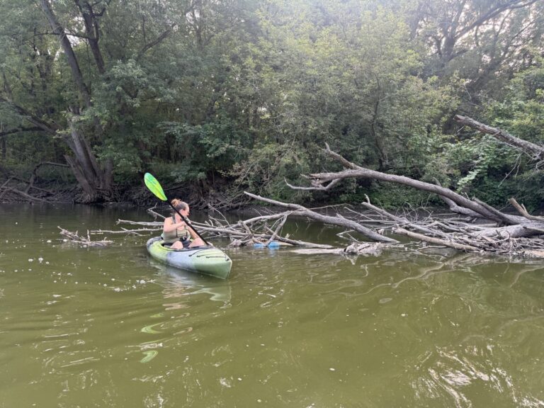 Stephanie kayaking along the Rock River while cleaning debris from the water near fallen branches.