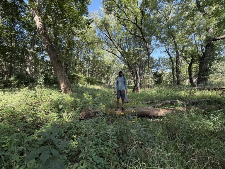Walking and cleaning the woods