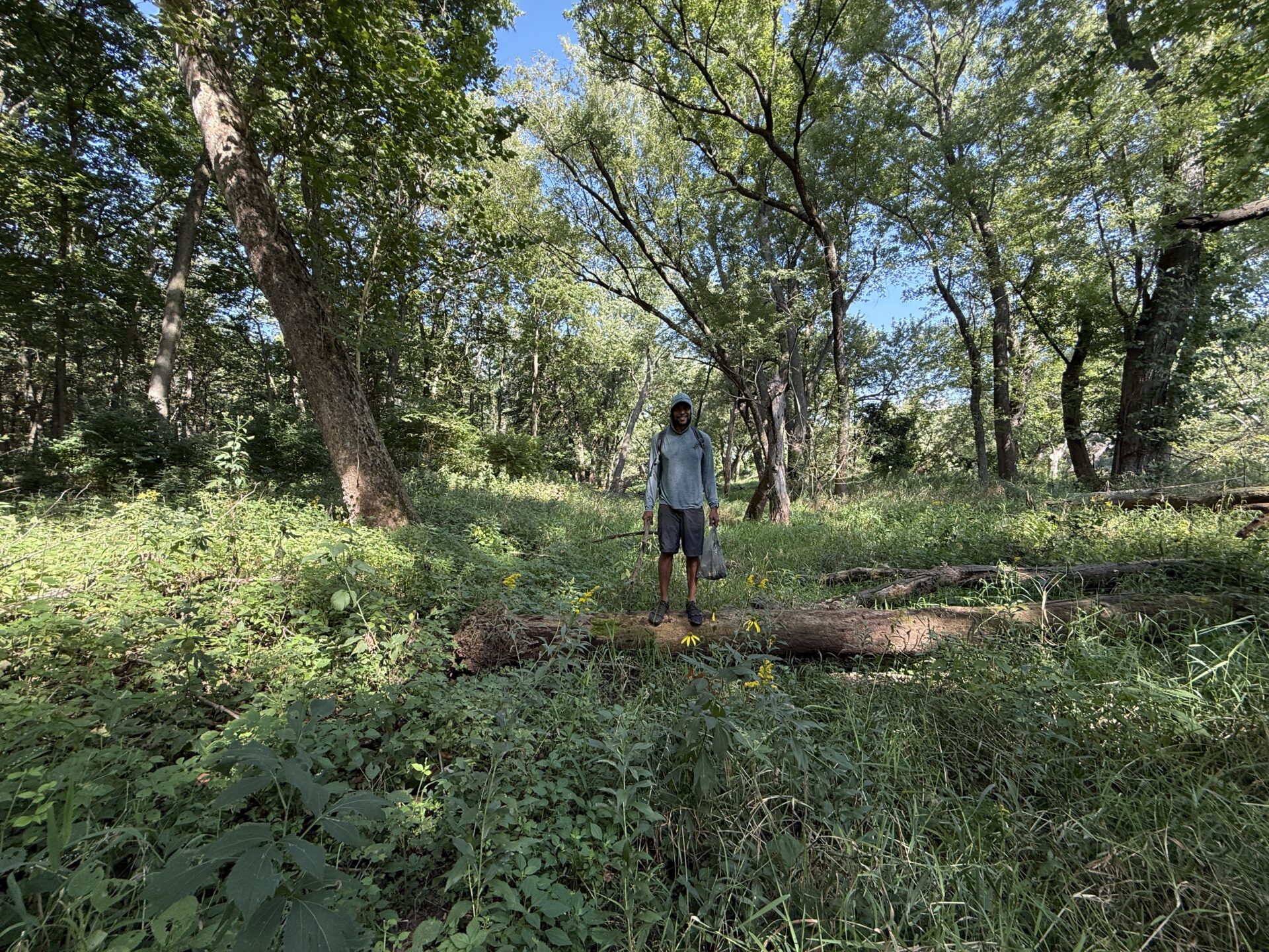 Walking and cleaning the woods