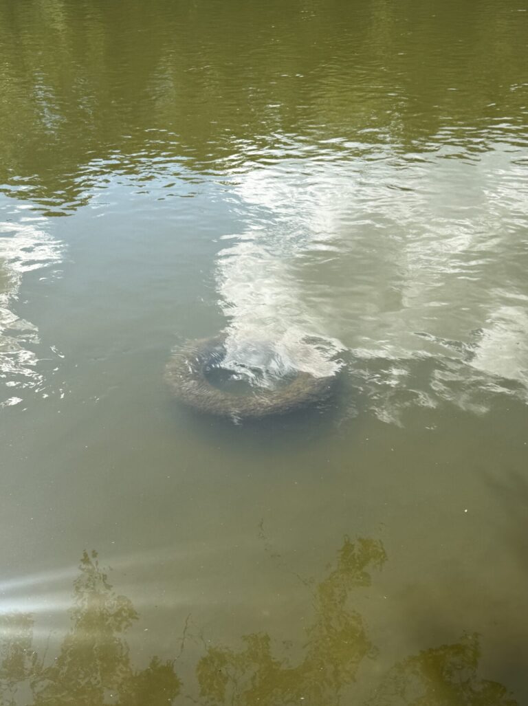 Old tire partially submerged in the Rock River during a riverbank cleanup.