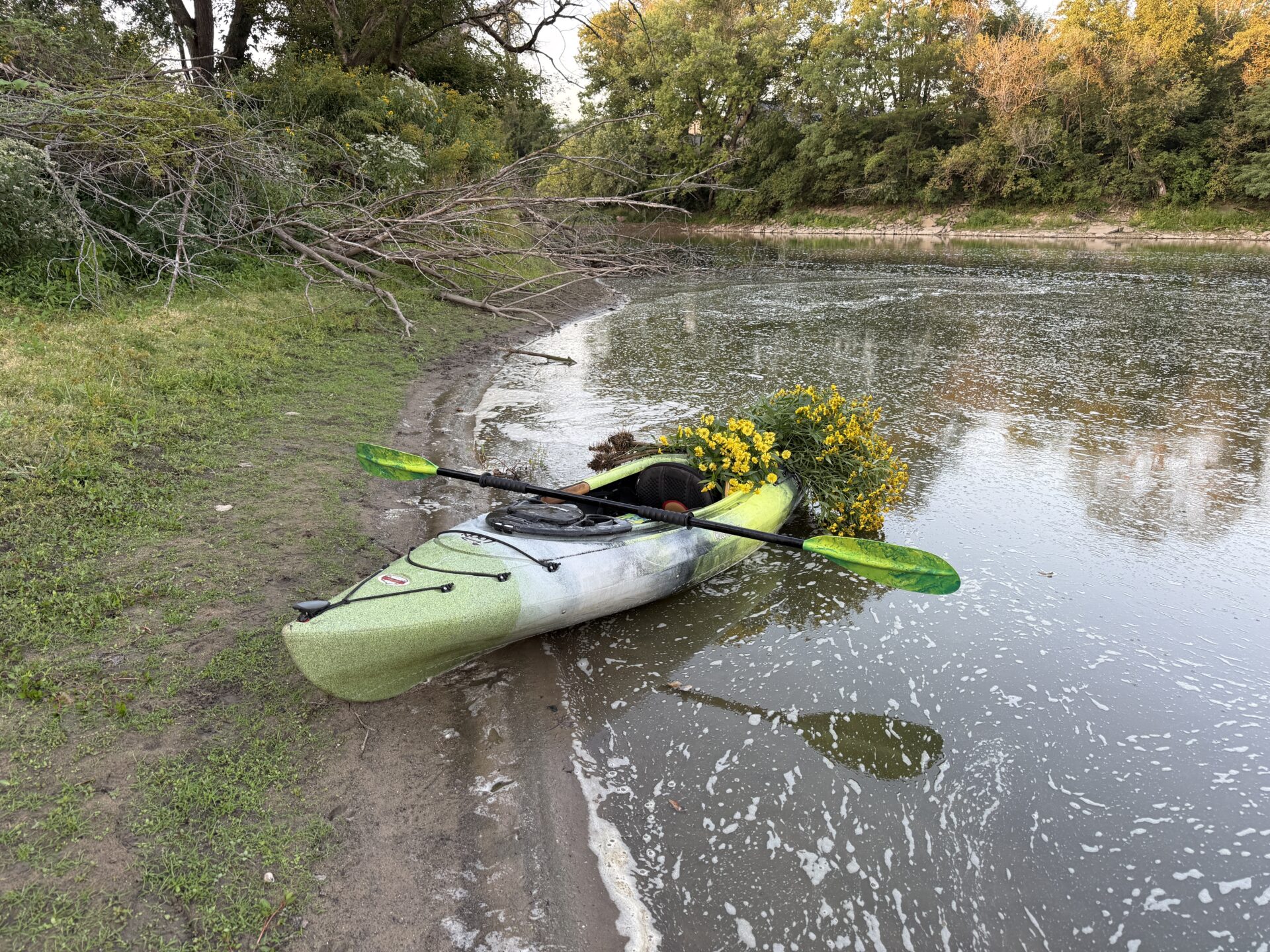 Old Town Loon 106 resting on the Rock River shoreline beside yellow wildflowers.