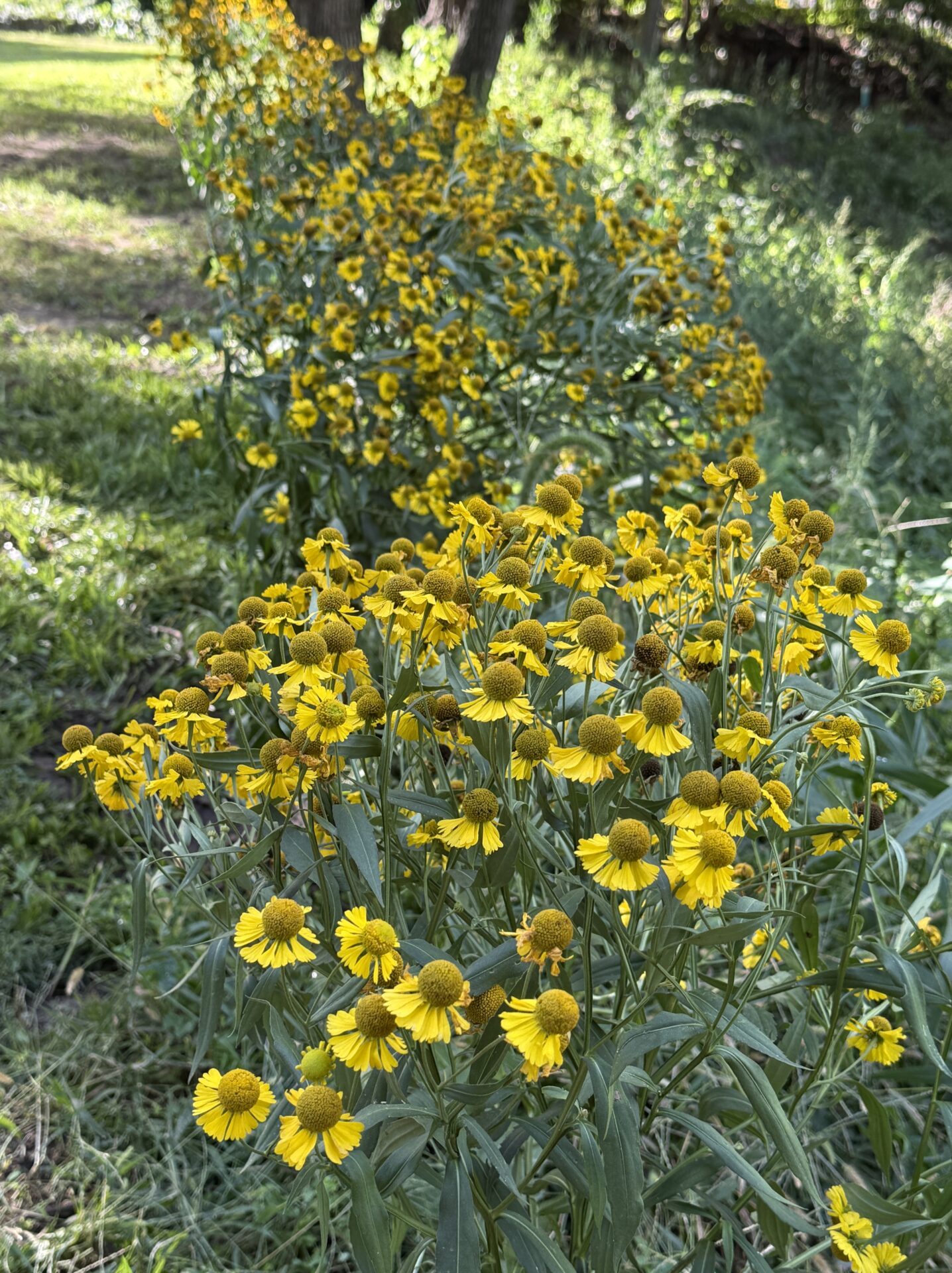 Large patch of yellow Helenium autumnale flowers blooming in late summer.