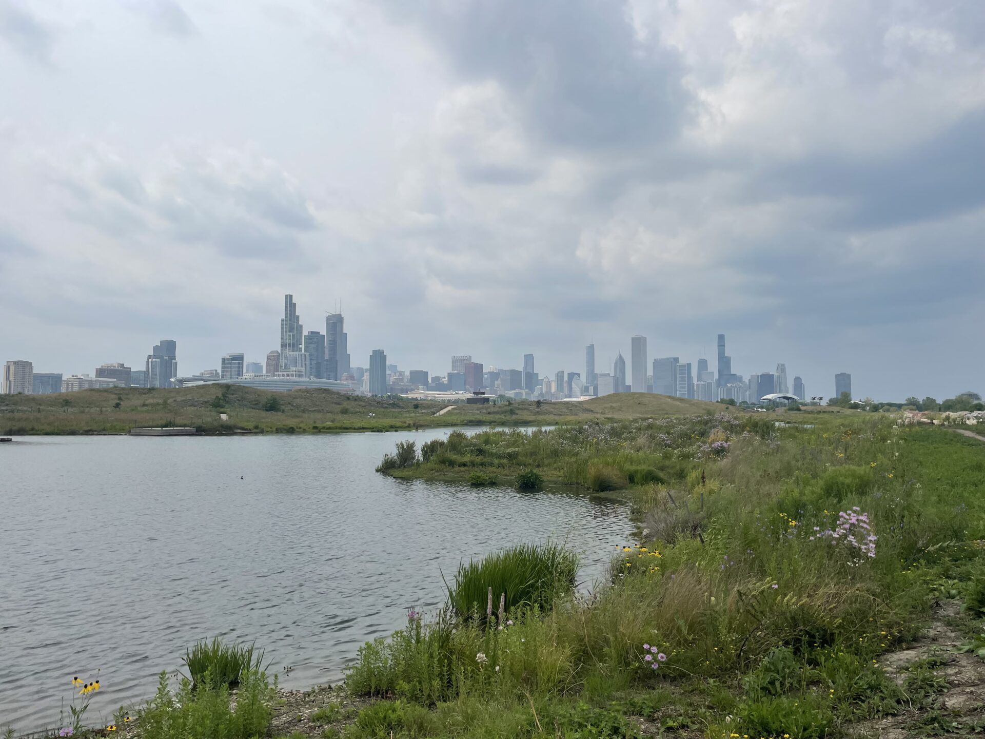 Pond bordered by grasses and wildflowers at Northerly Island, with the Chicago skyline beneath a cloudy sky.