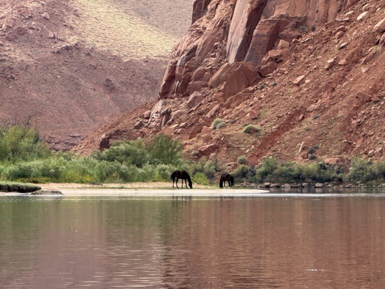 Wild horses standing along the Colorado River beneath red canyon cliffs in Glen Canyon, Arizona